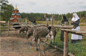 На женском Афоне монахини ездят за хлебом на БРДМе и выращивают страусов